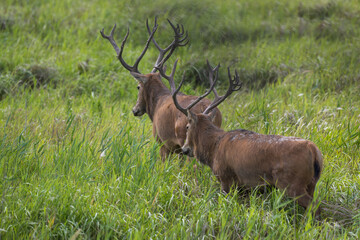 Two elk walking side by side in grass