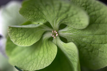 Green hydrangea flower close up