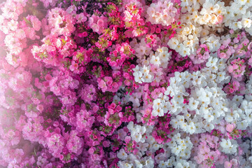 Obraz premium A top-down view of a dense arrangement of spring blossoms in vibrant hues