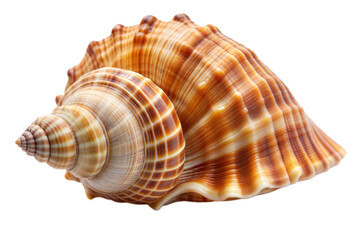 sea shell on a transparent background