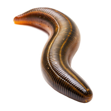 leech on a transparent background
