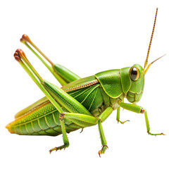 grasshopper on a transparent background