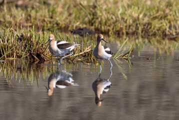 Pair of American Avocets Reflected in a Wyoming Pond in Springtime