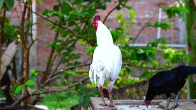 Rooster crowing in the morning and sound chicken crow, 4K