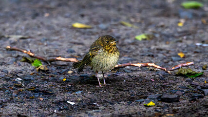Young Robin stands on the sidewalk and wonders whether to step into the grass. Wallpaper with a view