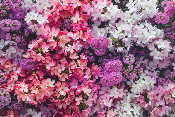 Fototapeta premium A top-down view of a dense arrangement of spring blossoms in vibrant hues