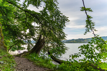 Alte Bäume am ufer des Zürichsee in der Schweiz