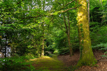 Serene Forest Path with Lush Greenery in Sunlight