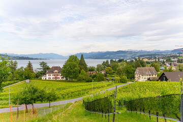 Blick auf den Zürichsee von einem Weinberg auf der Halbinsel Au, Schweiz