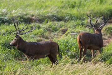 Two wild elk on guard.