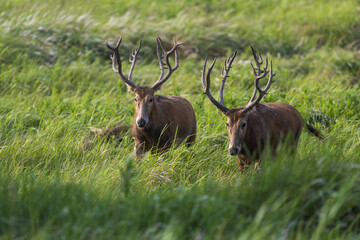 Two elk walking side by side in grass