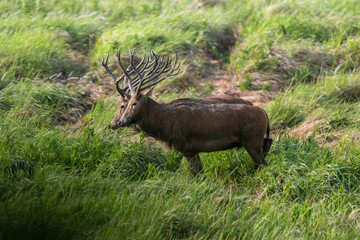 Two elk standing side by side in grass