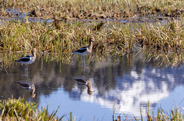 Pair of American Avocets Reflected in a Wyoming Pond in Springtime