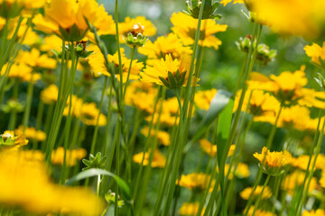 close-up of coreopsis (tickseed) blossoms in bright sunlight