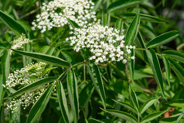 sambucus or elderberry blossoms and leaves 