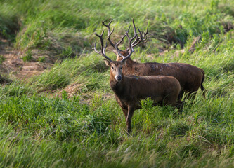 Two elk standing side by side in grass
