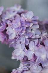 Lilac flowers close up