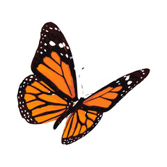 butterfly illustration