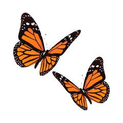 butterfly illustration