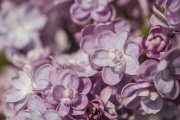 Lilac flowers close up