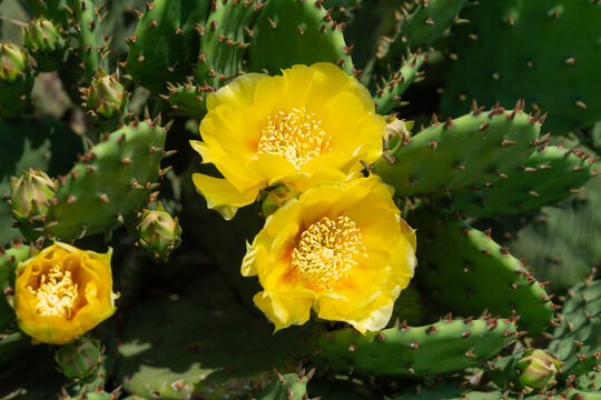 yellow-flowering cactus in the sun
