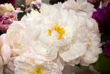 Different varieties of peonies collected in bouquets