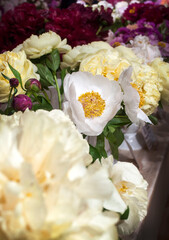 Different varieties of peonies collected in bouquets