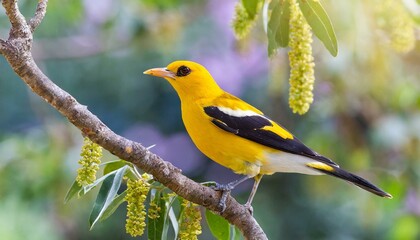 Golden Oriole (Oriolus oriolus)