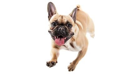 Obraz premium Full body shot of French Bulldog dog, running happily, smiling.