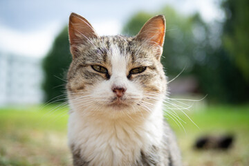 Beautiful fluffy cat portrait on summer nature background.