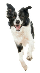 Fototapeta premium Full body shot of Border Collie dog, running happily, smiling.