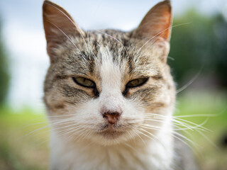 Obraz premium Beautiful fluffy cat portrait on summer nature background.