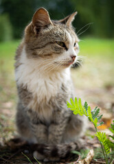 Obraz premium Beautiful fluffy cat portrait on summer nature background.