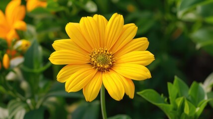 Fototapeta premium Bright Yellow Flower