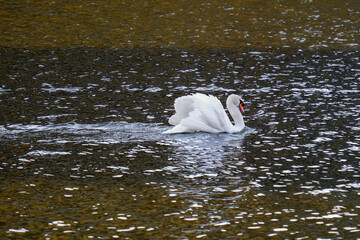 swan on the river, swan on water, fluffy swan, Cygnus