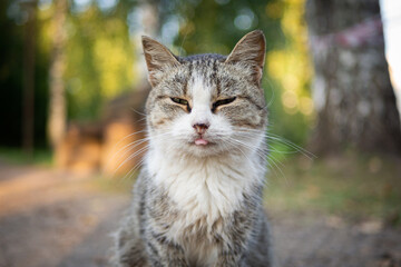 Beautiful fluffy cat portrait on summer nature background.