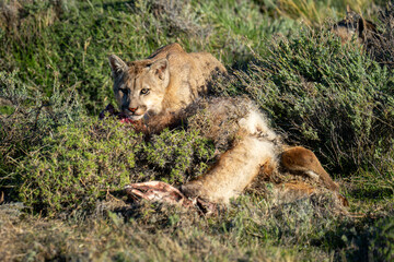 Puma lies beside guanaco carcase with catchlight