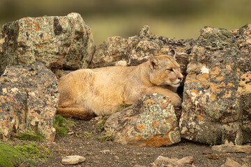 Puma lies amongst lichen-covered rocks on ridge