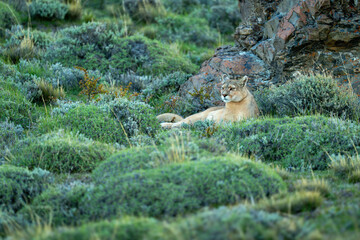 Puma lies beside rock on bushy hillside