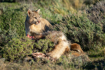 Puma lies beside guanaco kill in bushes