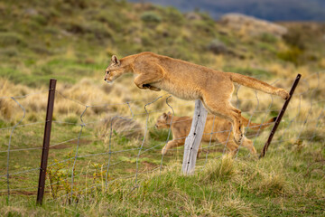 Puma jumps fence near another on hillside