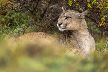 Puma lies in long grass turning head