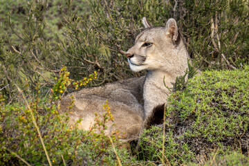 Puma lies in thick bushes looking round