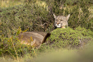 Puma lies in thick bushes turning head