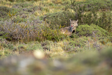 Puma lies in thick undergrowth licking lips