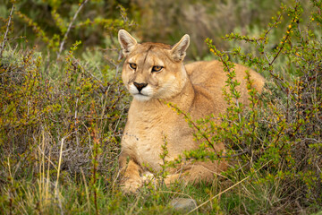 Puma lies in thick bushes with catchlights