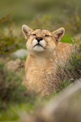 Puma lies in thick undergrowth sniffing air