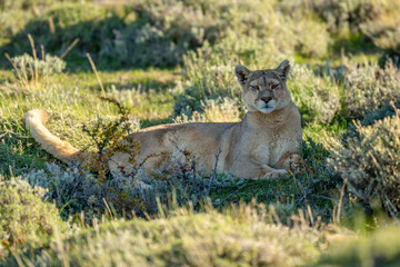 Puma lies in shade looking towards camera