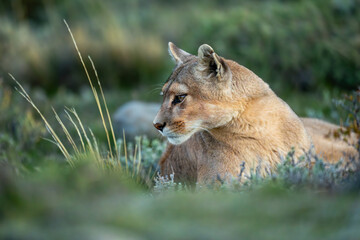 Puma lies with catchlight by long grass