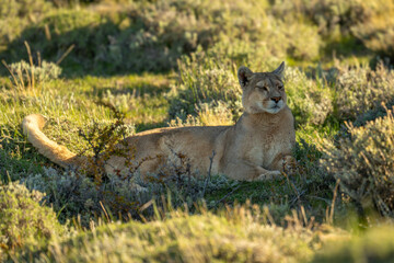 Puma lies staring in shade of rock
